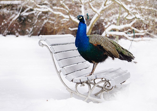 Тоже пражане: снежные фотографии городских животных