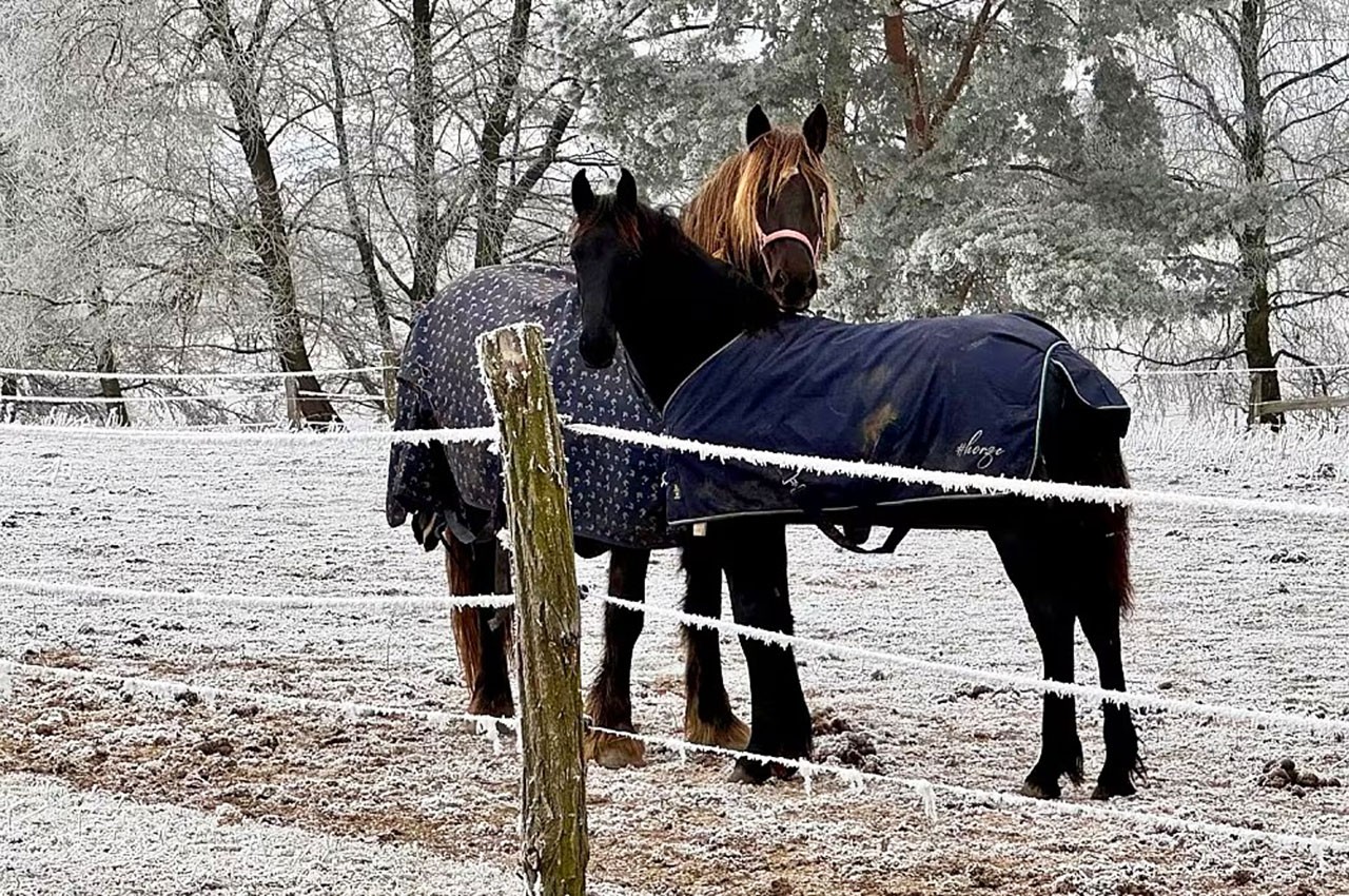 В Чехии из-за фейерверков умерла беременная лошадь