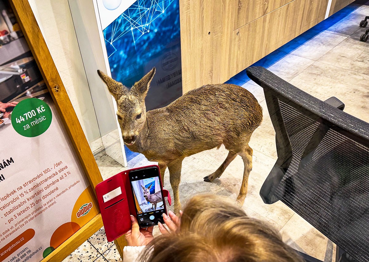 В Чехии «пьяная» косуля забрела в торговый центр: видео