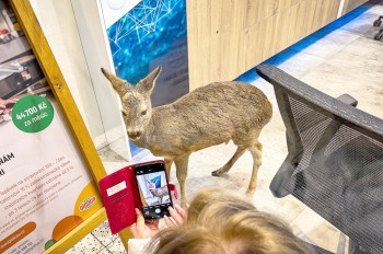 В Чехии «пьяная» косуля забрела в торговый центр: видео