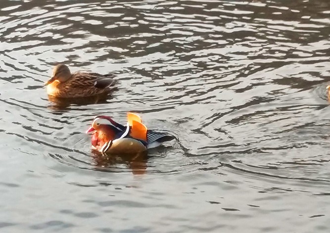 На реке в Праге заметили редкого гостя