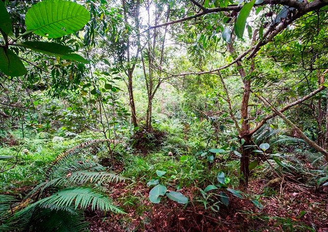 Фотозагадка: пользователи соцсетей ищут 12 гвардейцев в джунглях