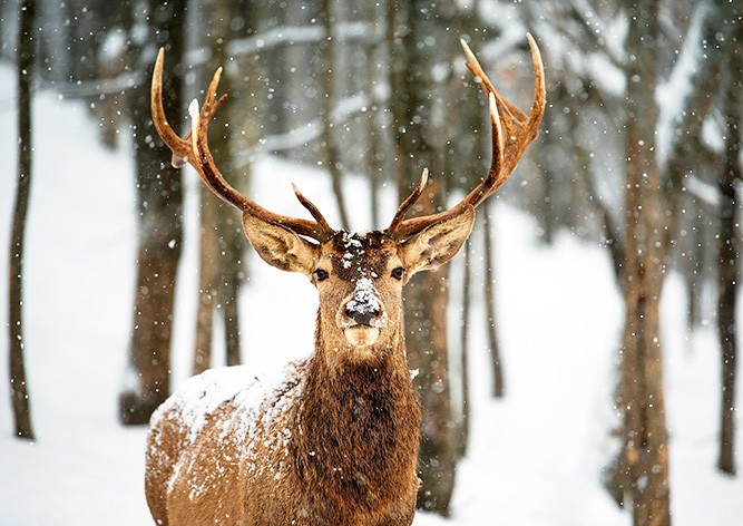 Тысячи жителей Чехии заступились за приговоренного к смерти оленя