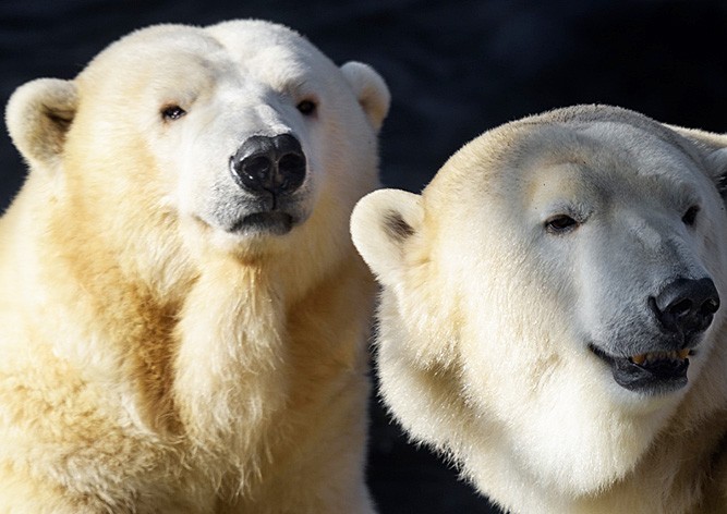 В субботу Пражский зоопарк можно посетить за 1 крону