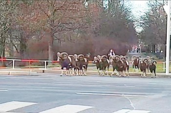«Воспитанные» пражские бараны удивили соцсети: видео