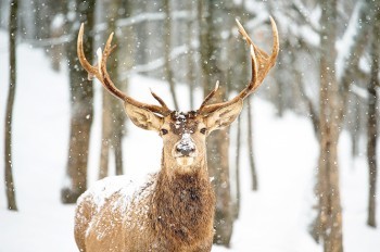 Тысячи жителей Чехии заступились за приговоренного к смерти оленя