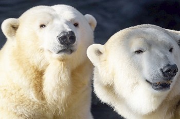 В субботу Пражский зоопарк можно посетить за 1 крону