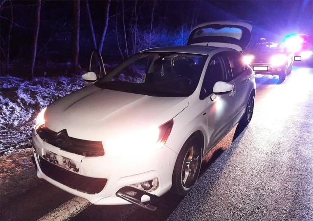 В Чехии водителю под колеса выбежала волчица