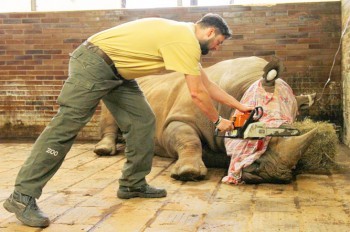 Видео: носорогу в чешском зоопарке спилили рог
