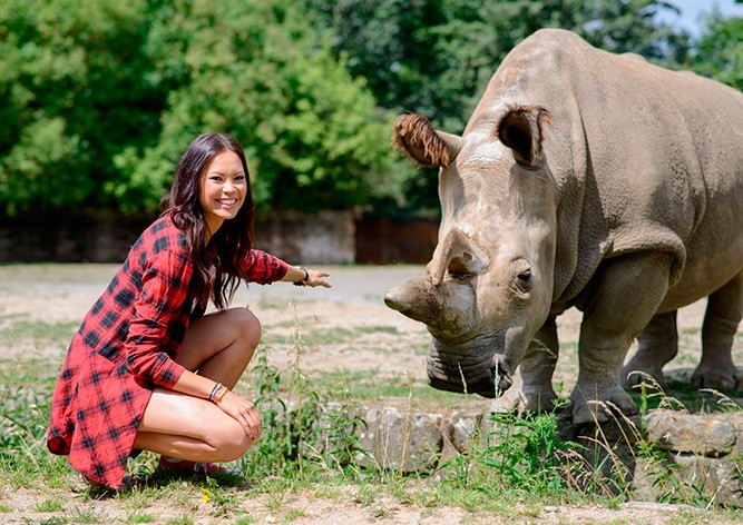 Умер последний в мире самец северного белого носорога