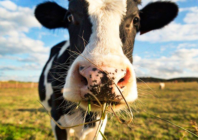 Жителя Чехии госпитализировали на вертолете после атаки коровы