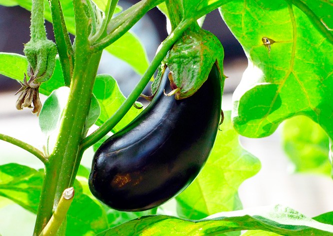 Украденный баклажан обошелся итальянским налогоплательщикам в 8 тыс. евро