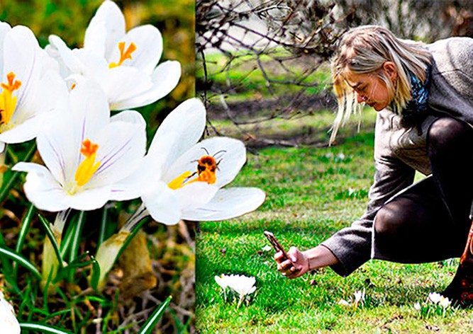 Простые радости: в центре Праги зацвел редкий шафран
