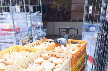 Приятного аппетита: по выпечке для пражского Albert прогулялись голуби