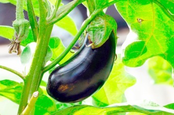 Украденный баклажан обошелся итальянским налогоплательщикам в 8 тыс. евро