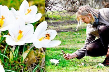 Простые радости: в центре Праги зацвел редкий шафран