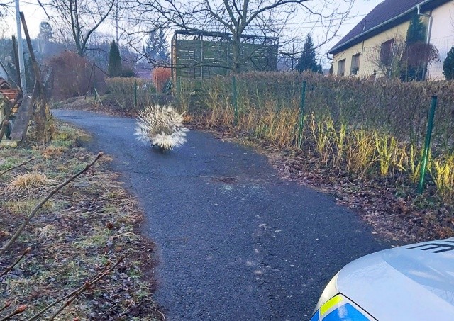 «Я правда вижу дикобраза. Клянусь, что не пил»: в Чехии случился курьез