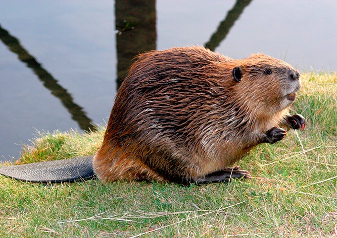 В Чехии полицейские спасли заблудившегося бобра: видео