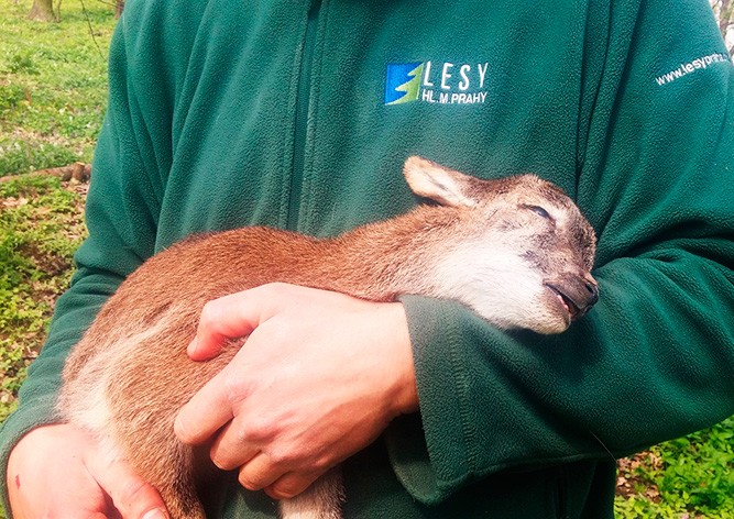 На территории пражской больницы пес загрыз 7 детенышей муфлонов