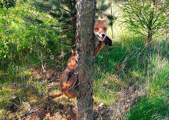 Пражские полицейские спасли от гибели дикую лисицу
