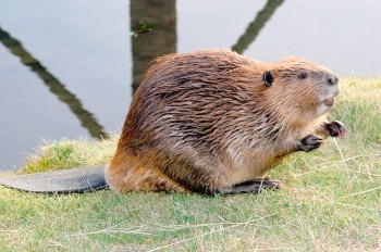 В Чехии полицейские спасли заблудившегося бобра: видео