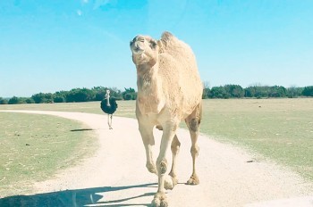 Наглый верблюд объел туристок в Техасе: видео