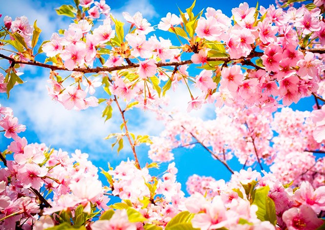 Синоптики: Чехию ждет аномально теплая неделя