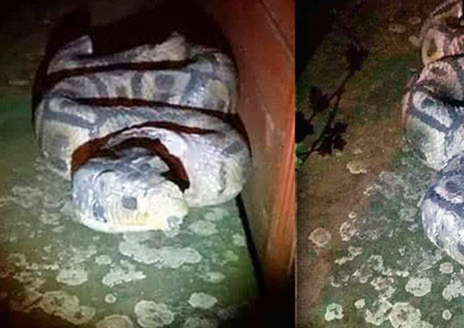 Жительница Праги вызвала полицию из-за гипсовой змеи