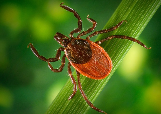 Жителей Чехии предупредили о повышенной активности клещей
