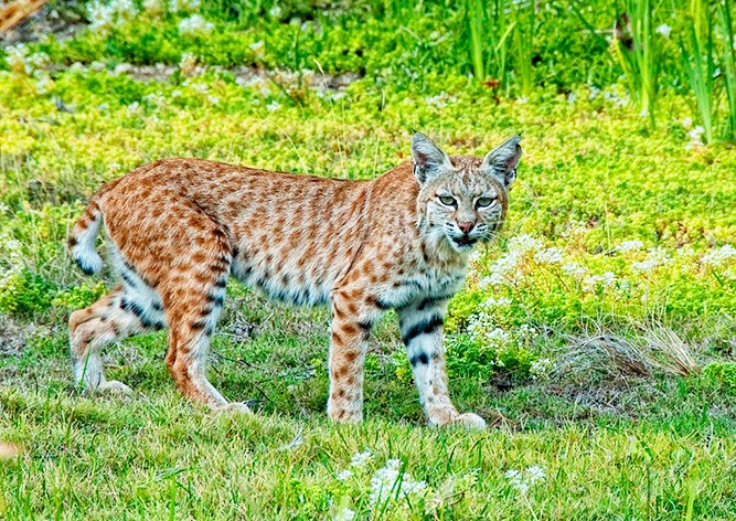 Рысь покусала 5-летнего мальчика в чешском зоопарке