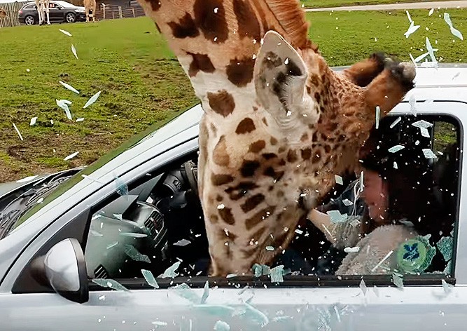 Посетительница сафари-парка по глупости едва не травмировала жирафа: видео