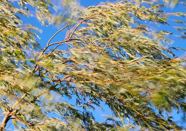 Жителей Чехии предупредили о сильном ветре