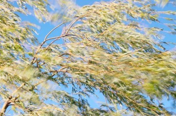 Жителей Чехии предупредили о сильном ветре