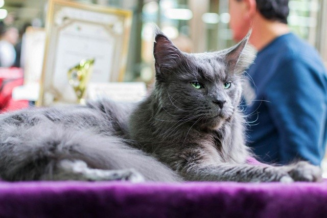 В Чехии выбрали «Исторический город года»