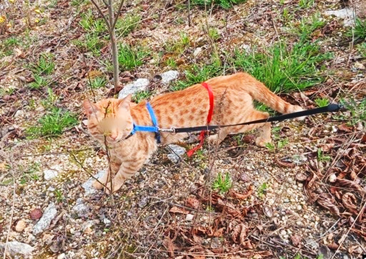 В Чехии кот отправил хозяйку в больницу, не желая возвращаться домой с прогулки