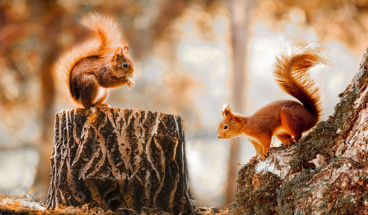 В Чехии полицейские помогли бельчатам воссоединиться с мамой: видео