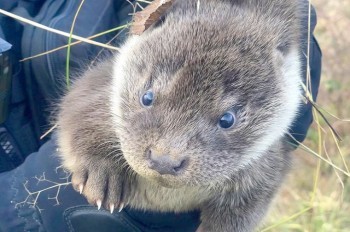 В Чехии в отъезжавшую от магазина машину забралась выдра