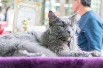 В Чехии воры украли автомат выдачи посылок