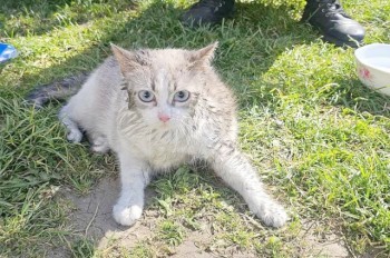 В Чехии пожарные вытащили из огня и реанимировали кошку