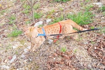 В Чехии кот отправил хозяйку в больницу, не желая возвращаться домой с прогулки