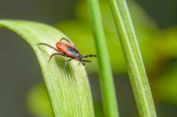 Жителей Чехии предупредили о повышенном риске нападения клещей