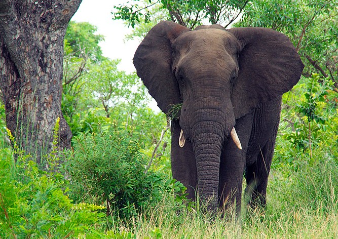 В Чехии «слон-грабитель» травмировал пенсионерку