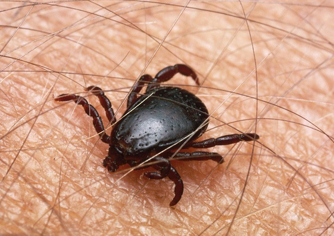 Угрозе нападения клещей в Чехии присвоен максимальный уровень