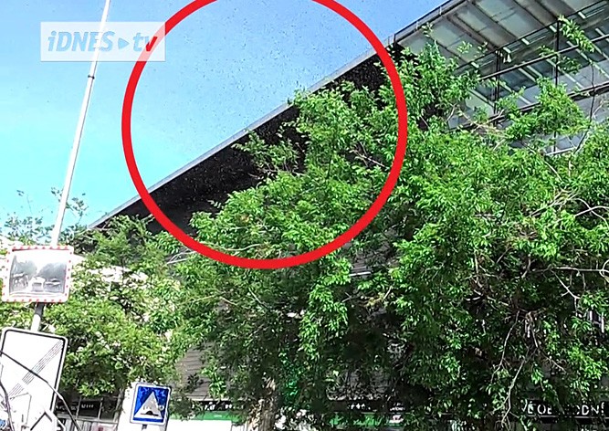 Рой пчел прилетел к торговому центру в центре Праги: видео