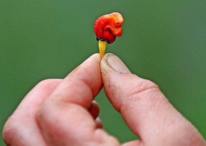 Британец вырастил самый острый перец в мире