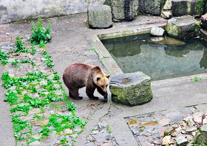 Умер косолапый символ замка в Чешском Крумлове