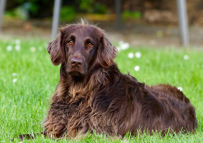 Пражан необычным способом призвали убирать за своими собаками