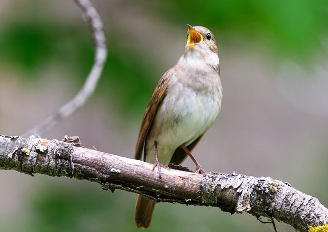  В Чехии появилось «медленное радио» с пением птиц