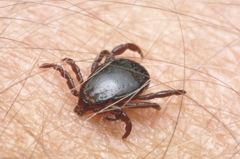 Угрозе нападения клещей в Чехии присвоен максимальный уровень