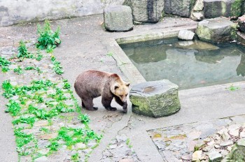 Умер косолапый символ замка в Чешском Крумлове